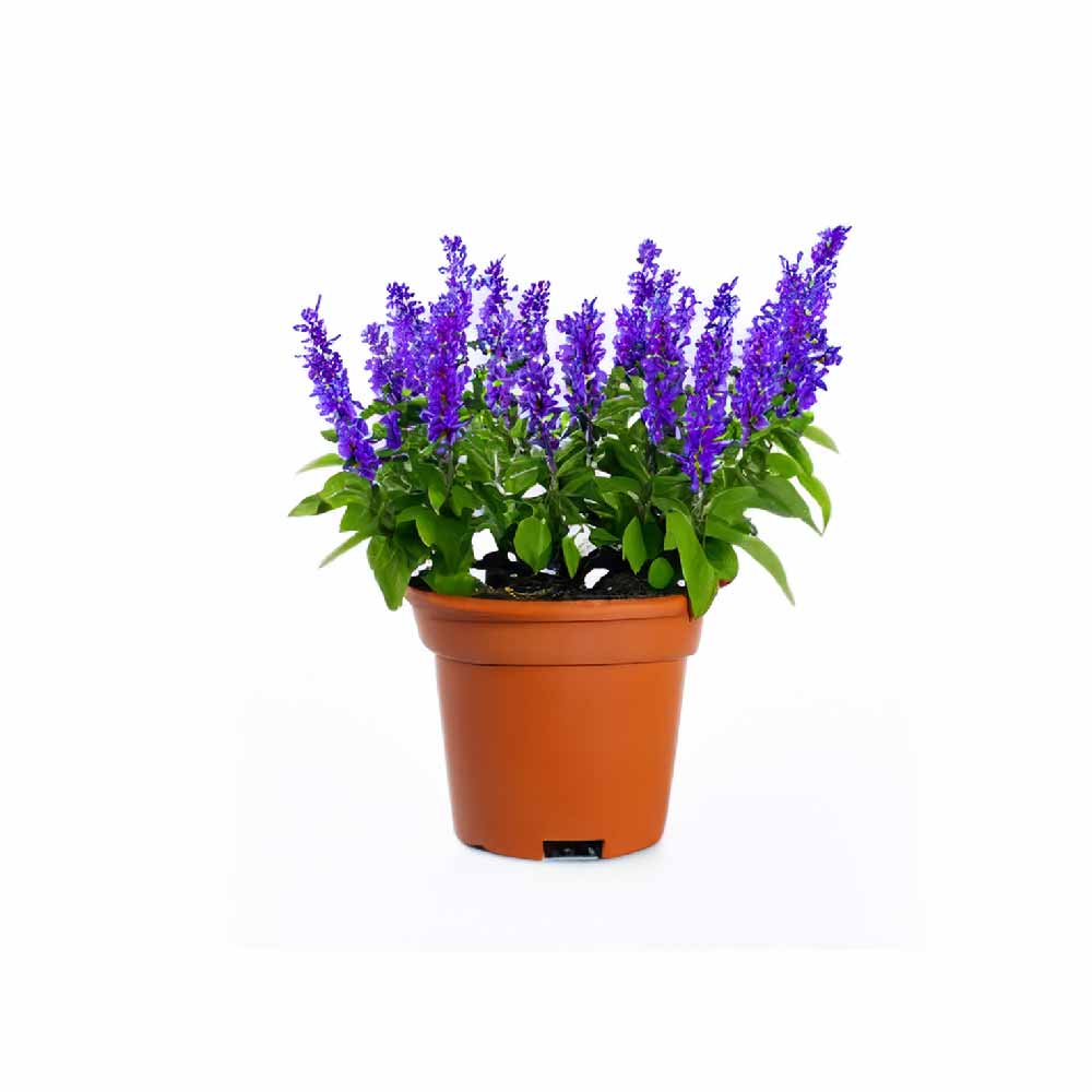 Salvia Blue Seeds - Image 8