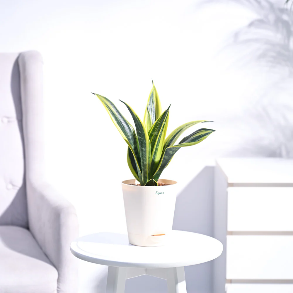 Sansevieria Gold Flame Snake Plant - Image 11