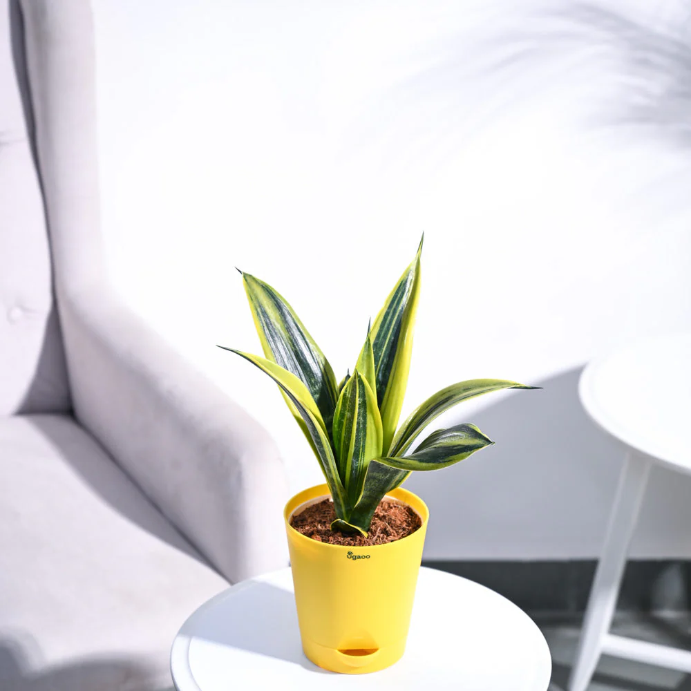 Sansevieria Gold Flame Snake Plant - Image 14