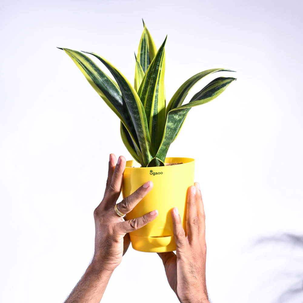 Sansevieria Gold Flame Snake Plant - Image 16