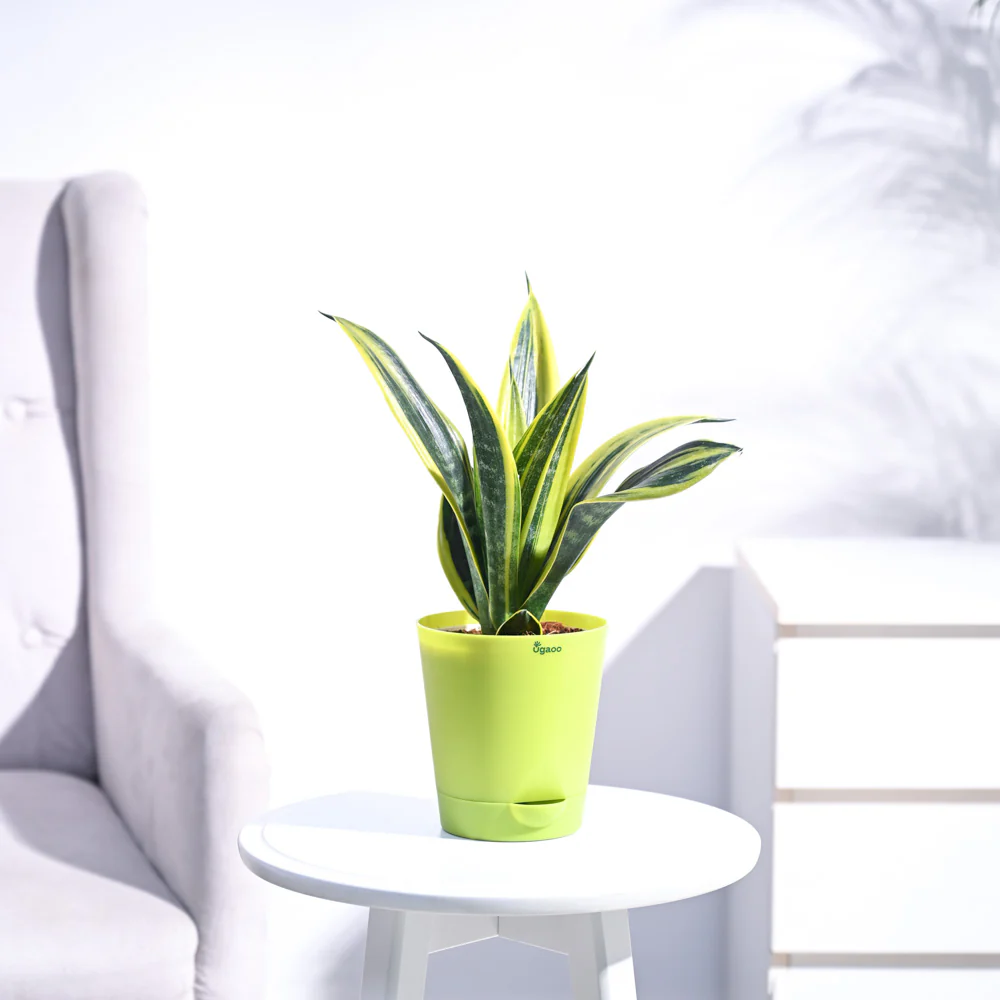 Sansevieria Gold Flame Snake Plant - Image 18