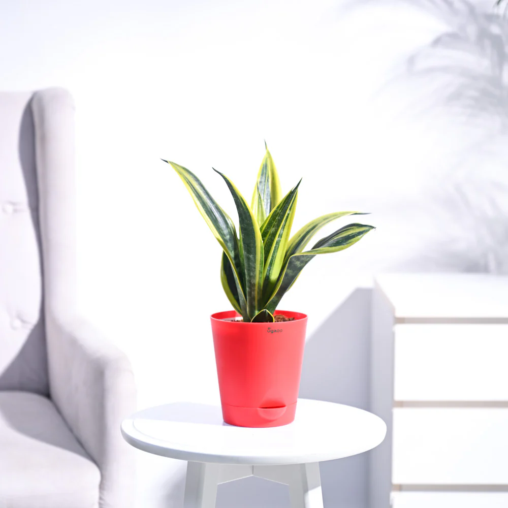 Sansevieria Gold Flame Snake Plant - Image 22