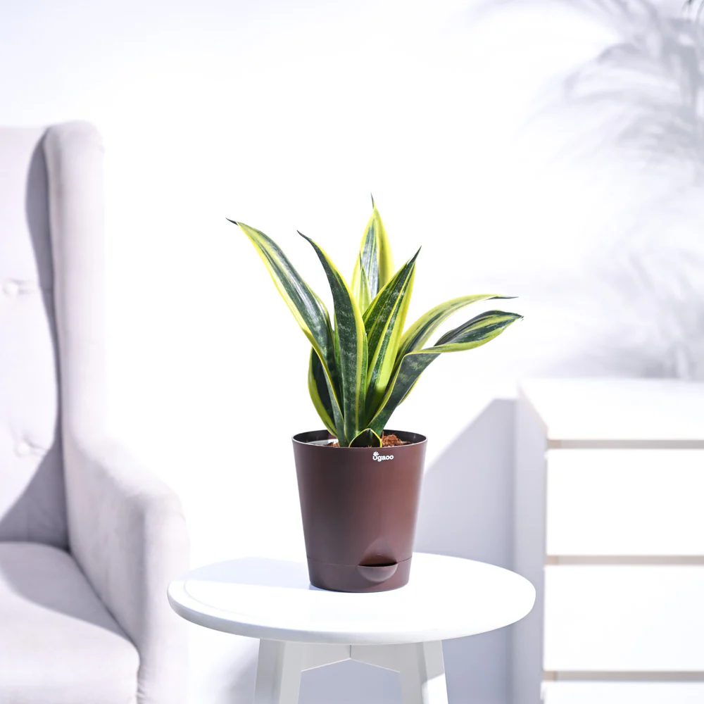 Sansevieria Gold Flame Snake Plant - Image 26