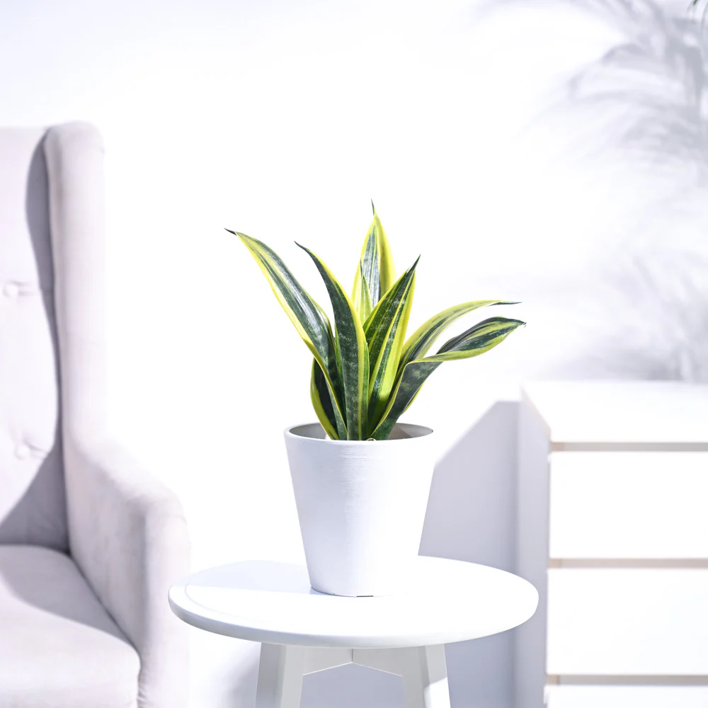 Sansevieria Gold Flame Snake Plant - Image 30