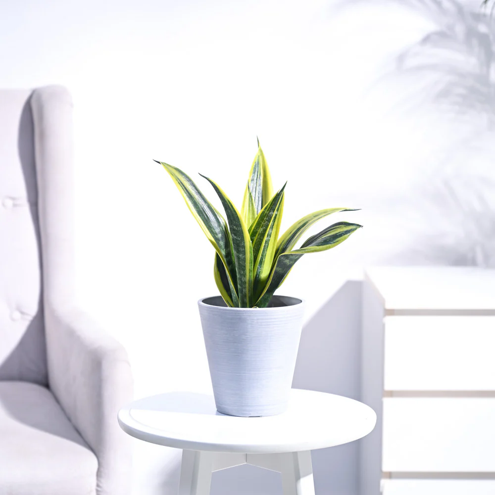Sansevieria Gold Flame Snake Plant - Image 34