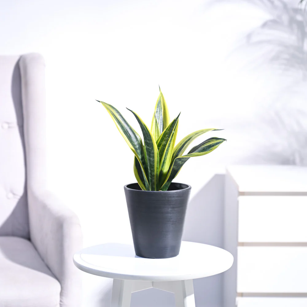 Sansevieria Gold Flame Snake Plant - Image 38