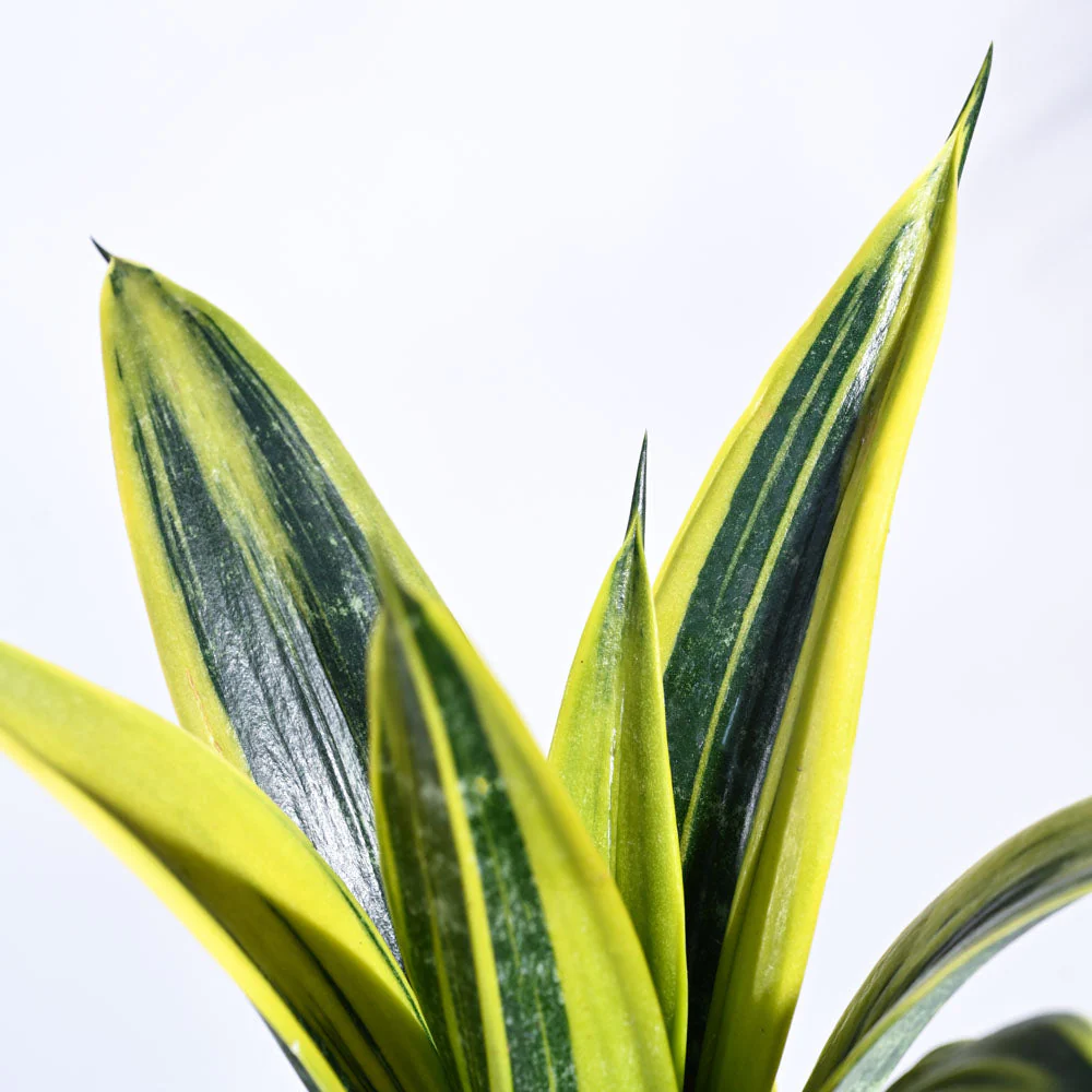 Sansevieria Gold Flame Snake Plant - Image 39