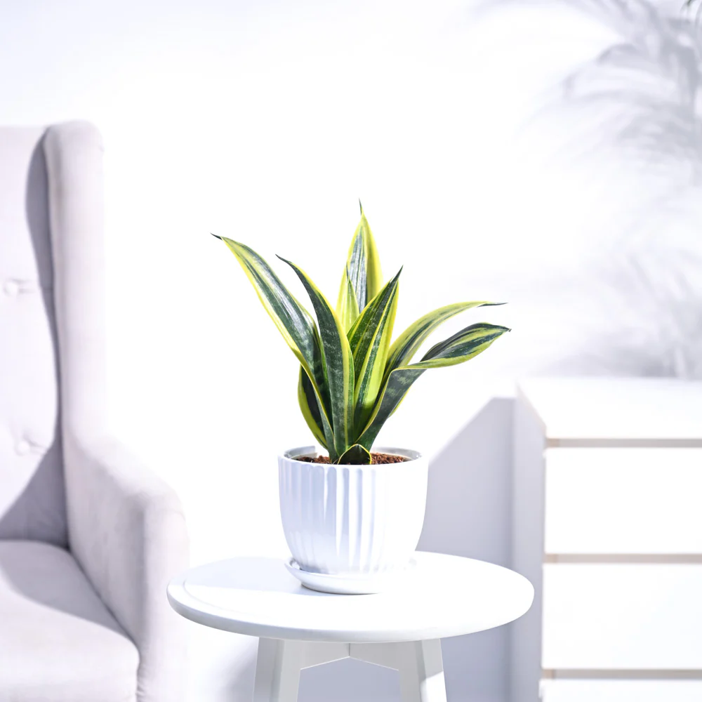 Sansevieria Gold Flame Snake Plant - Image 42