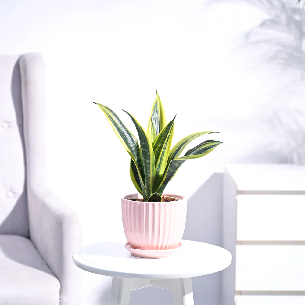 Sansevieria Gold Flame Snake Plant - Image 46
