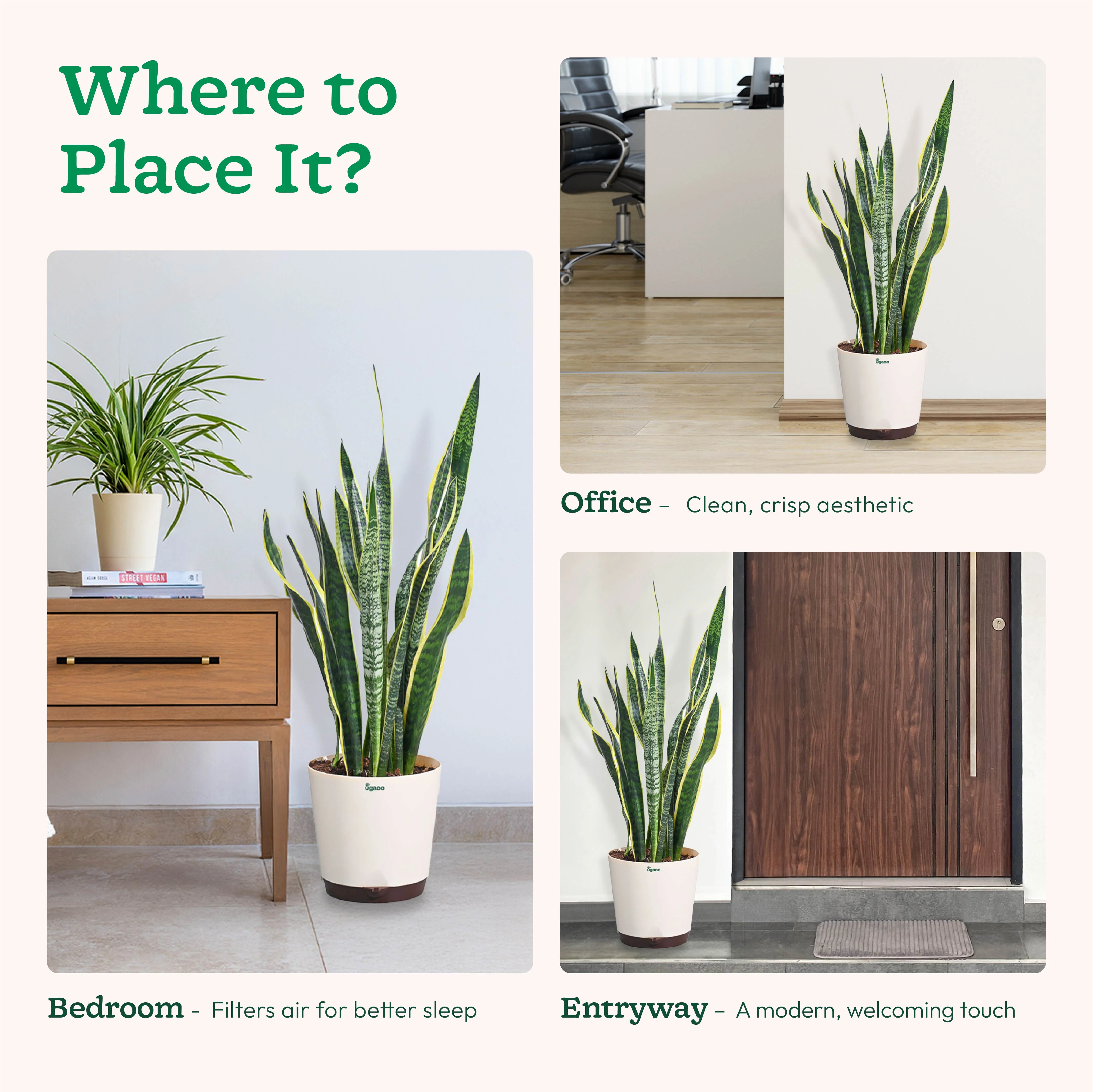 Sansevieria Laurentii Plant - XL - Image 5