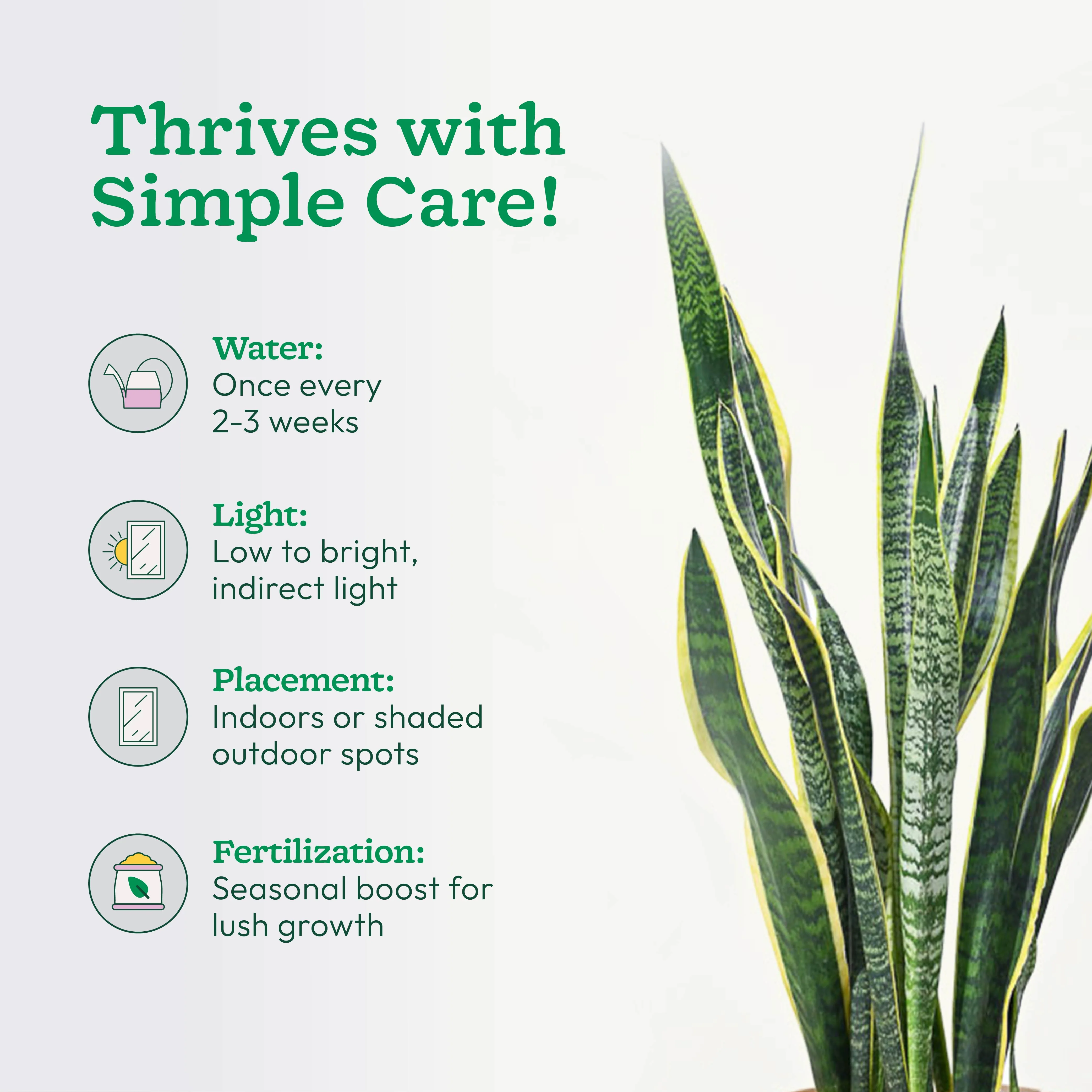 Sansevieria Laurentii Plant - XL - Image 6