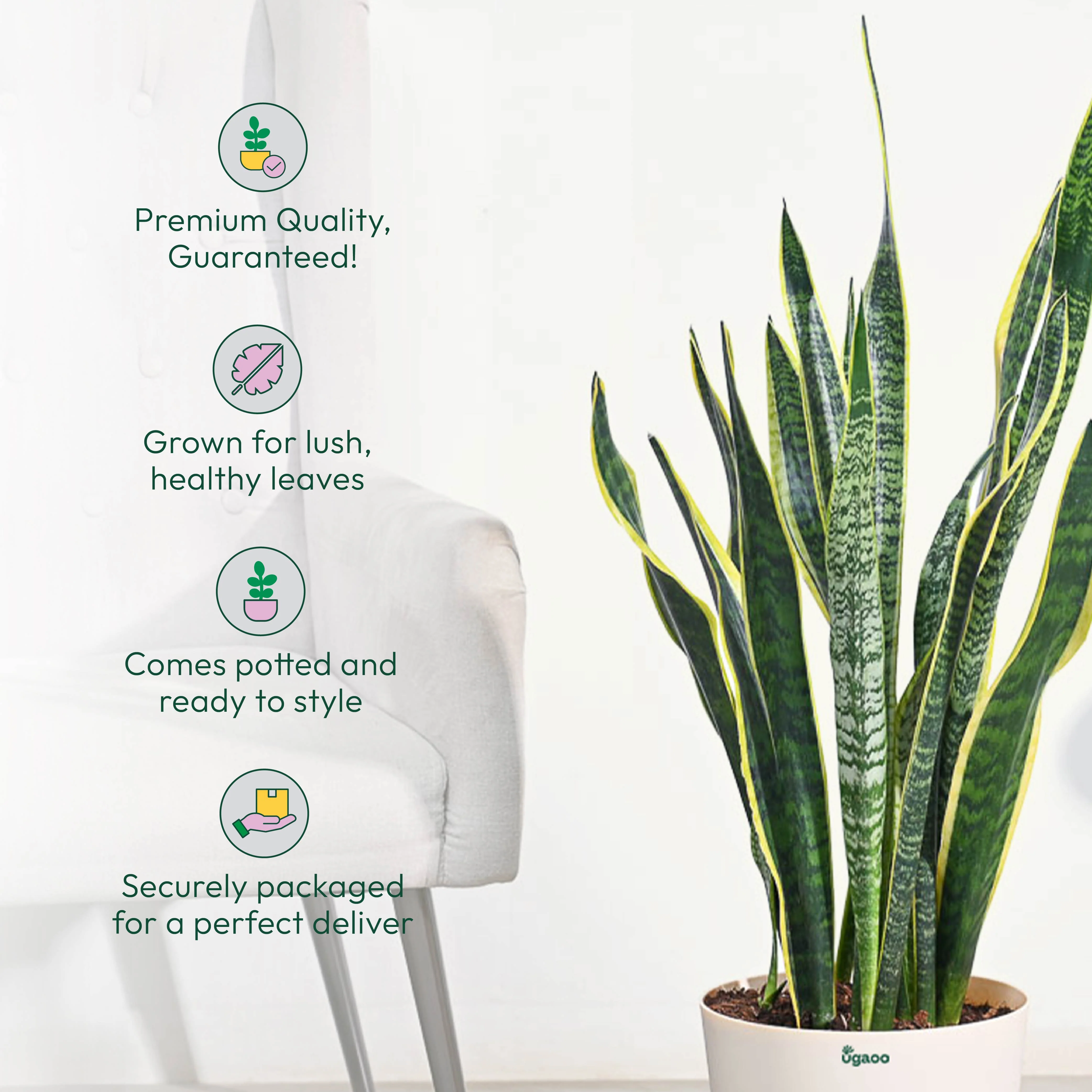 Sansevieria Laurentii Plant - XL - Image 7