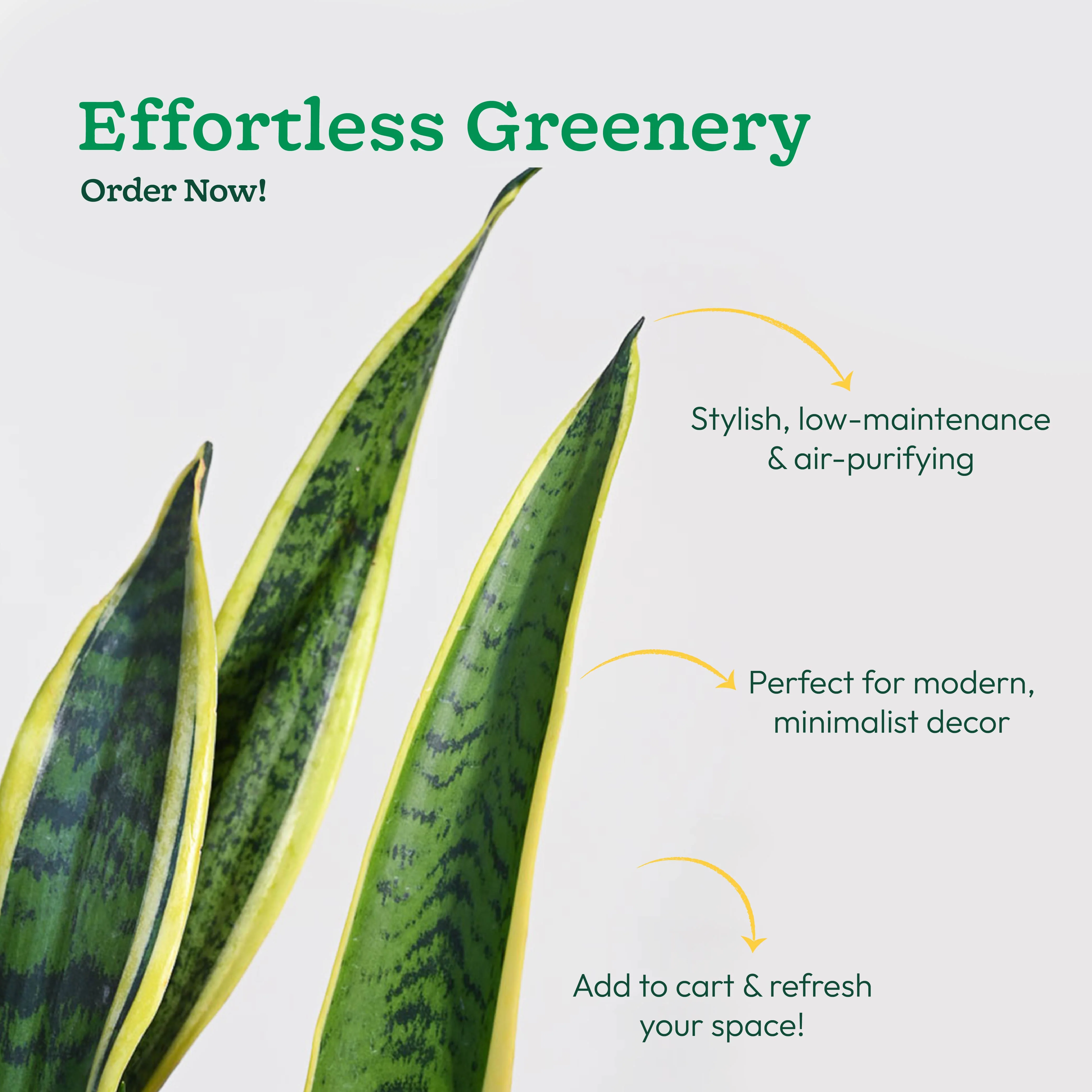 Sansevieria Laurentii Plant - XL - Image 8