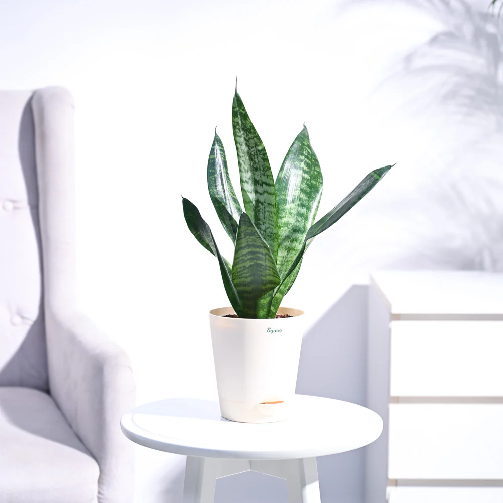 Sansevieria Superba Green - Snake Plant - Image 10