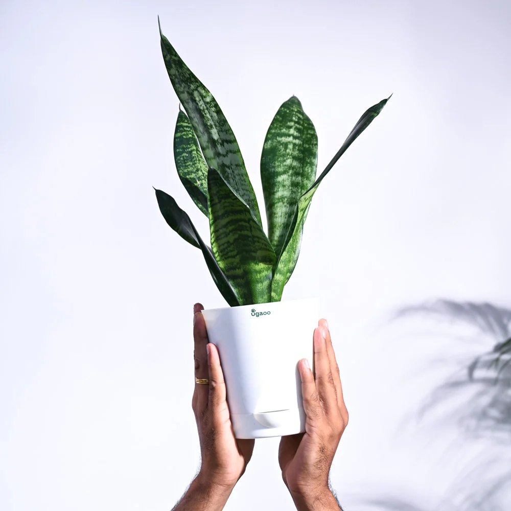 Sansevieria Superba Green - Snake Plant - Image 12