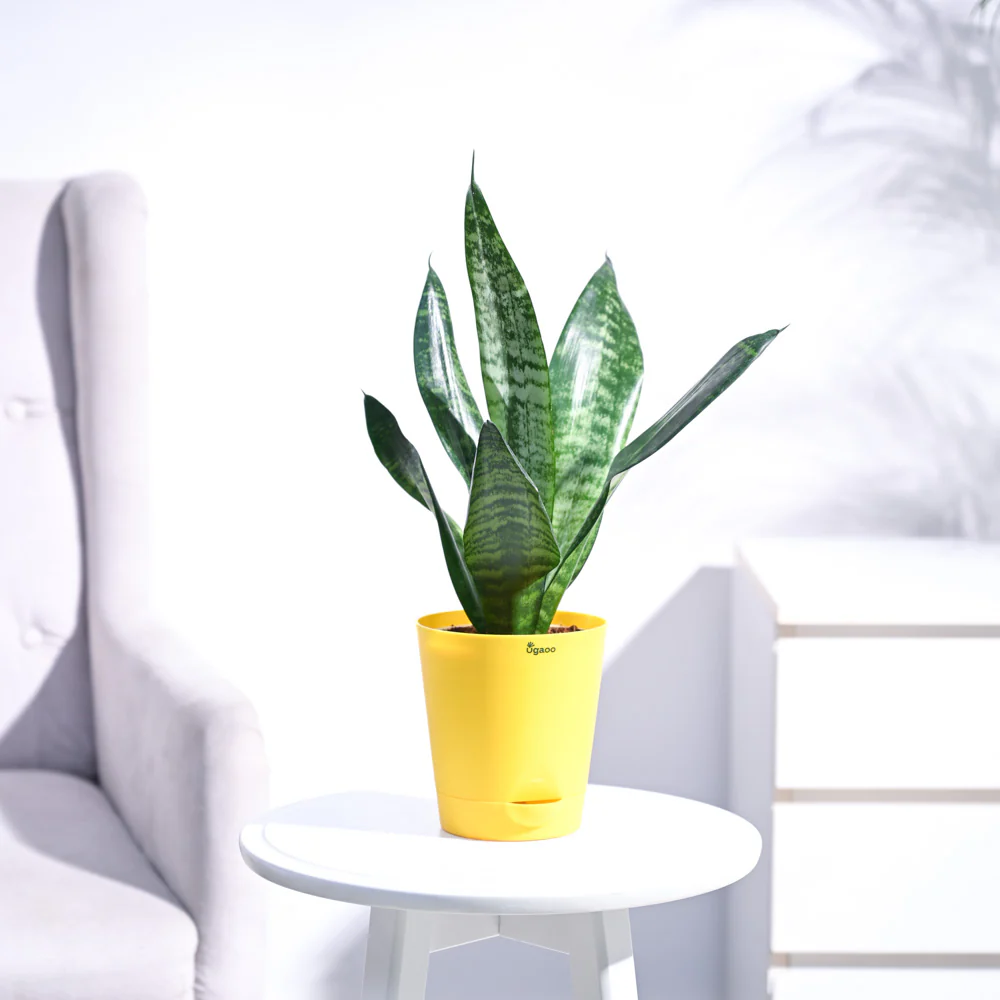 Sansevieria Superba Green - Snake Plant - Image 14