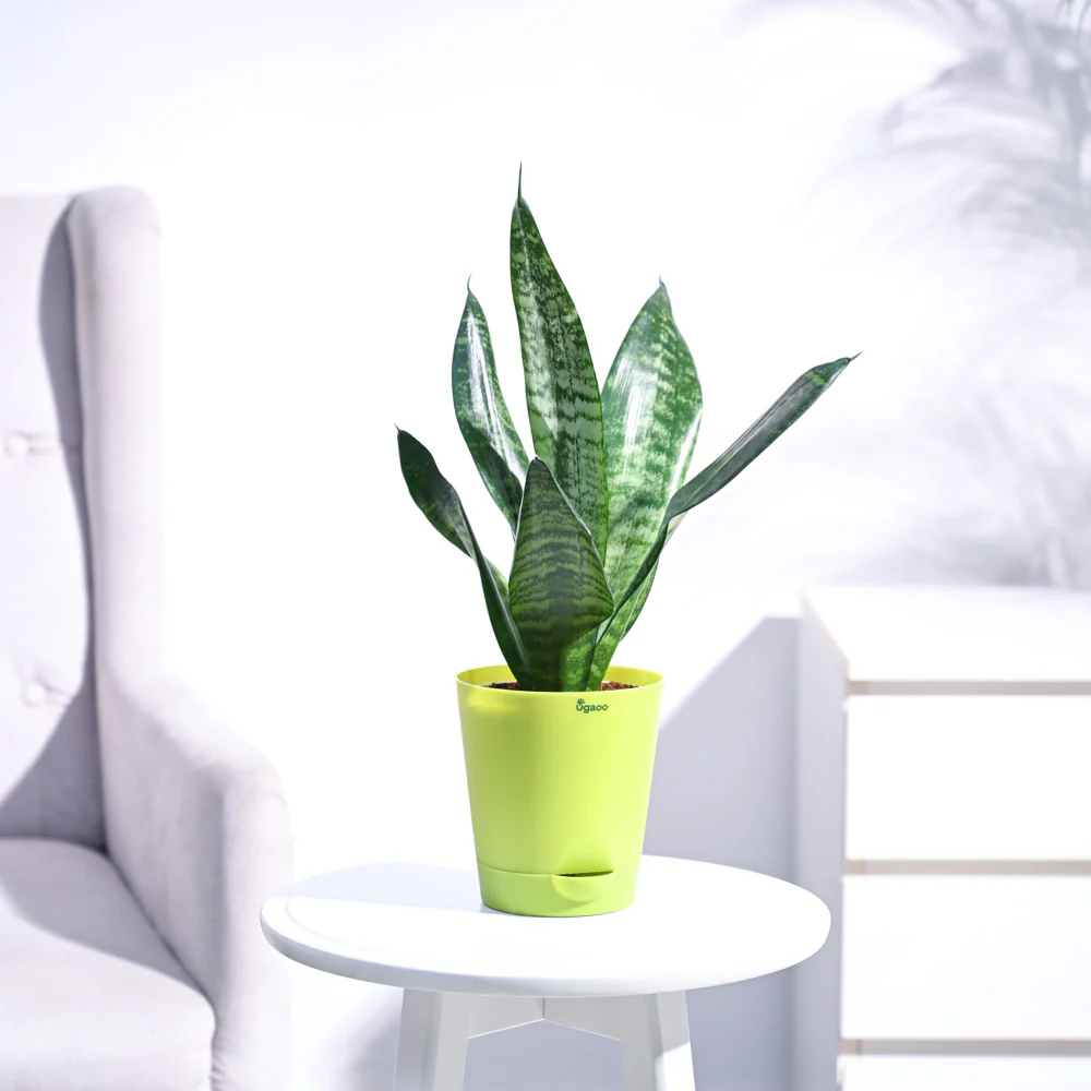 Sansevieria Superba Green - Snake Plant - Image 18