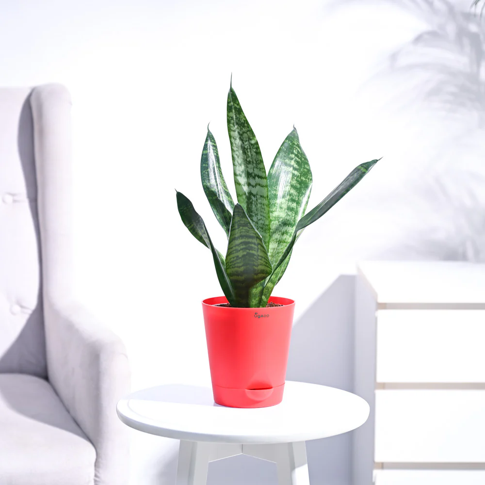 Sansevieria Superba Green - Snake Plant - Image 22