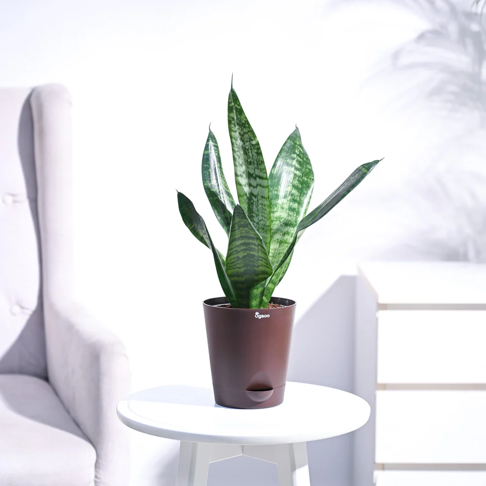 Sansevieria Superba Green - Snake Plant - Image 26