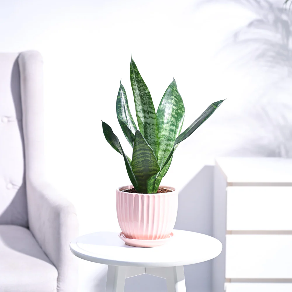 Sansevieria Superba Green - Snake Plant - Image 42