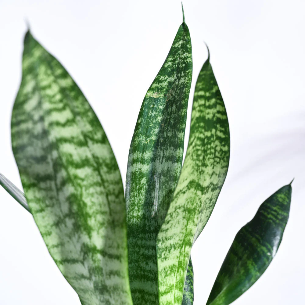 Sansevieria Superba Green - Snake Plant - Image 47