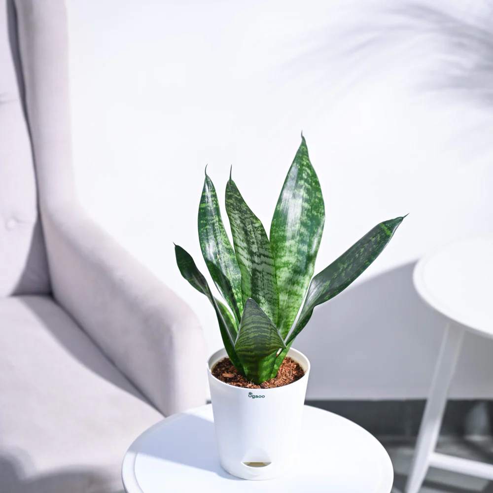 Sansevieria Superba Green - Snake Plant - Image 6