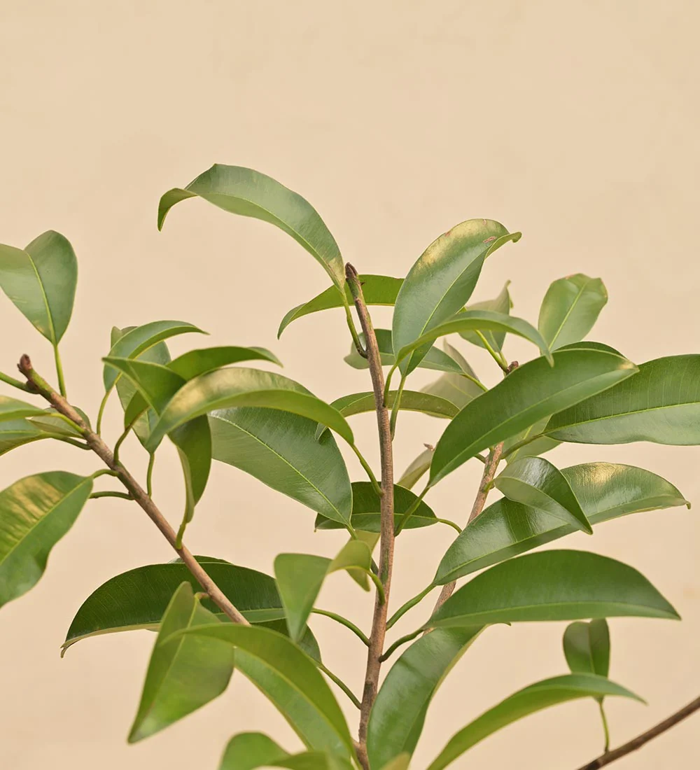 Sapota Plant (Chiku) - Image 3