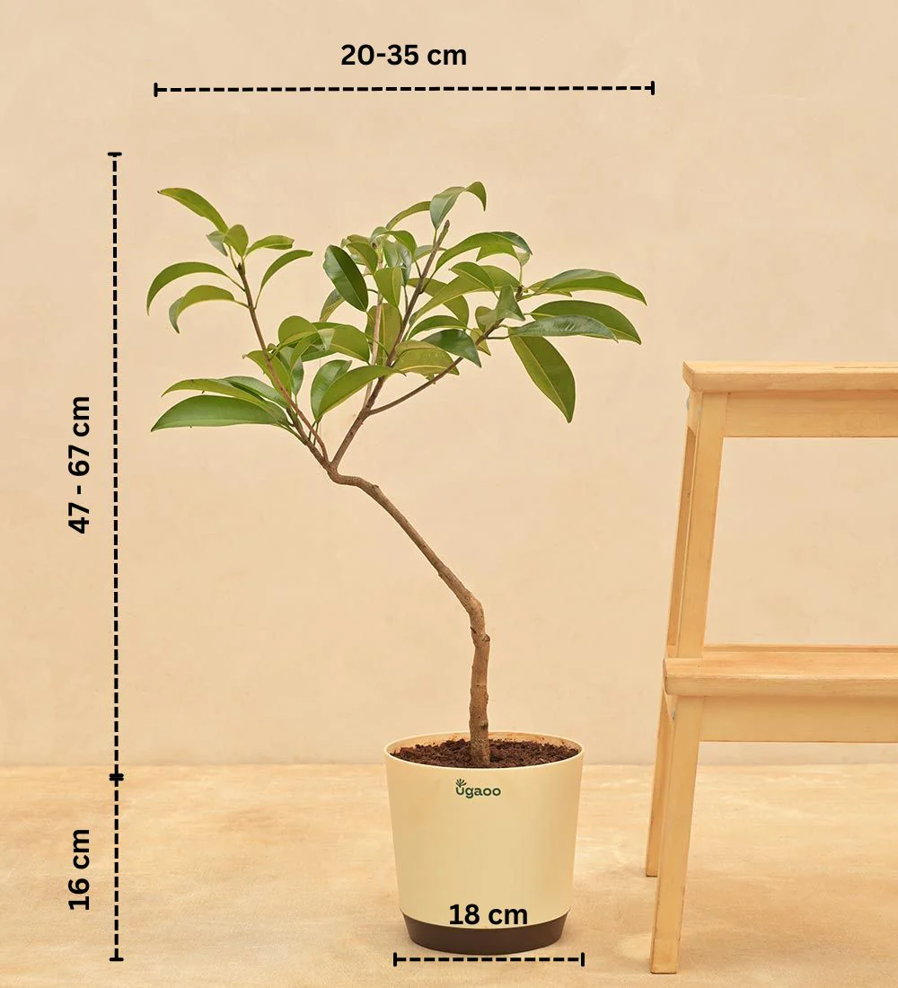Sapota Plant (Chiku) - Image 4