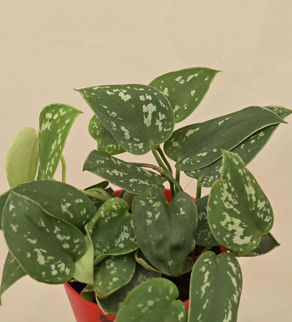 Satin Pothos Argyraeus Gift Hamper - Image 3