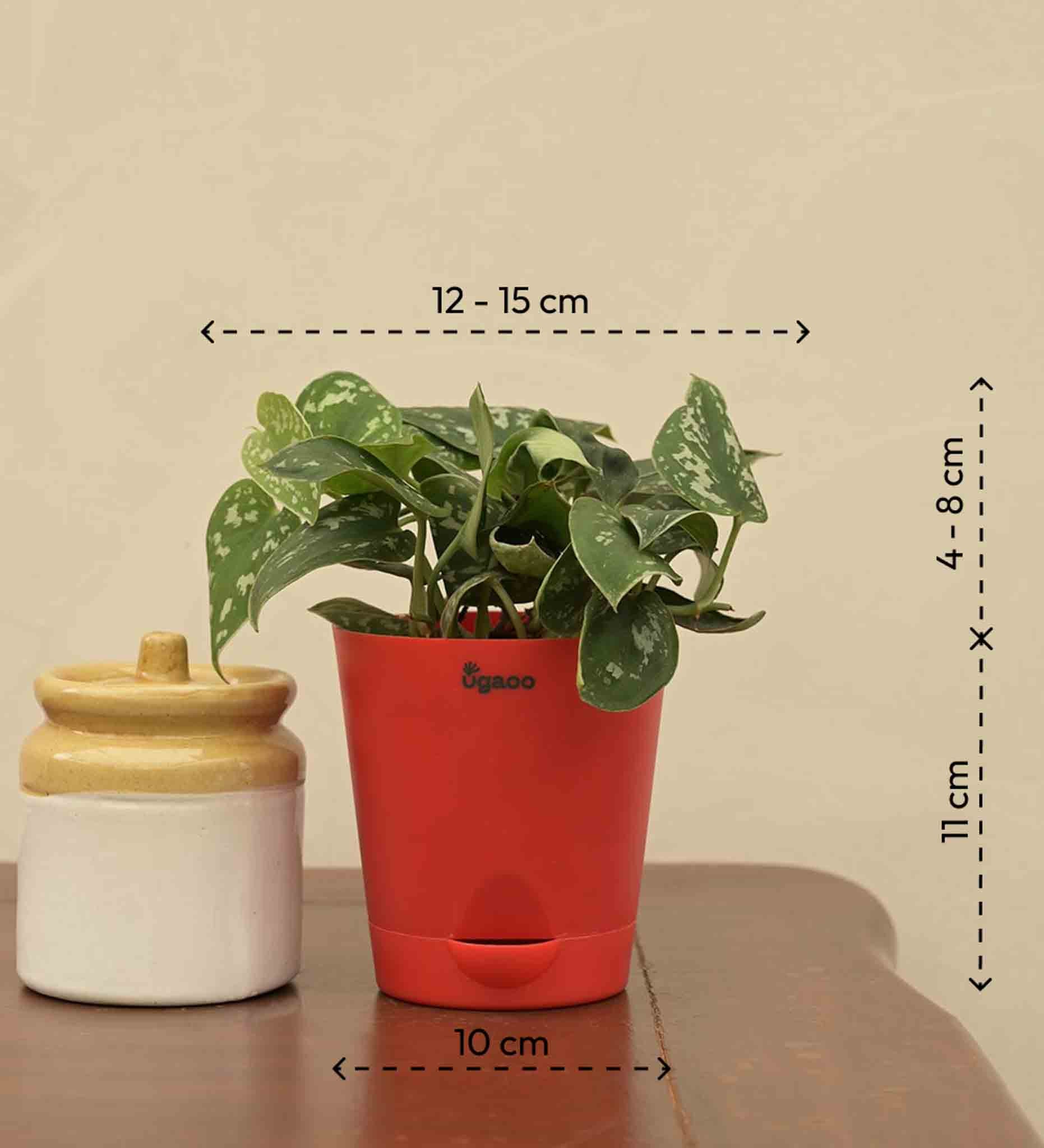 Satin Pothos Argyraeus Gift Hamper - Image 4