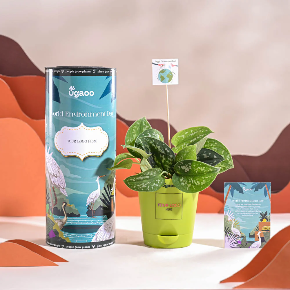 Satin Pothos Argyraeus-small For Environment Day Gifting - Image 14