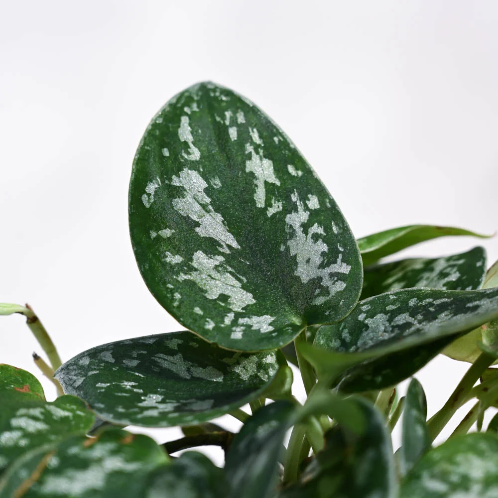 Satin Pothos Argyraeus-small For Environment Day Gifting - Image 19