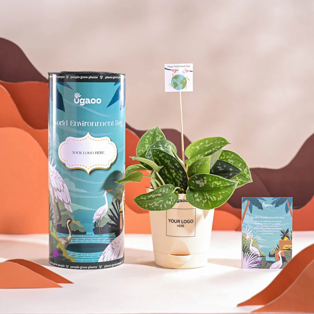 Satin Pothos Argyraeus-small For Environment Day Gifting - Image 2