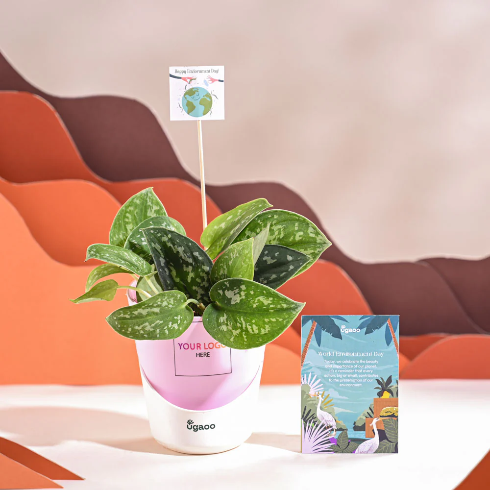 Satin Pothos Argyraeus-small For Environment Day Gifting - Image 26