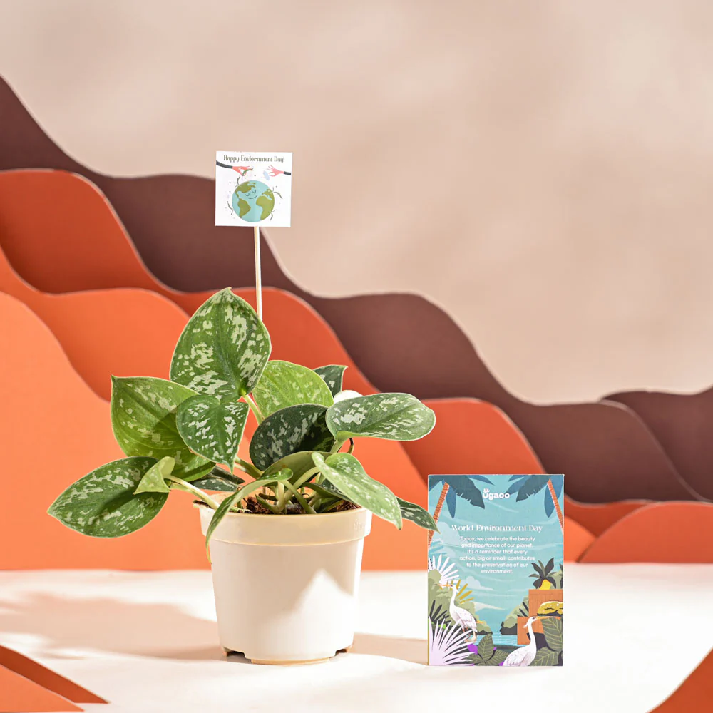 Satin Pothos Argyraeus-small For Environment Day Gifting - Image 27
