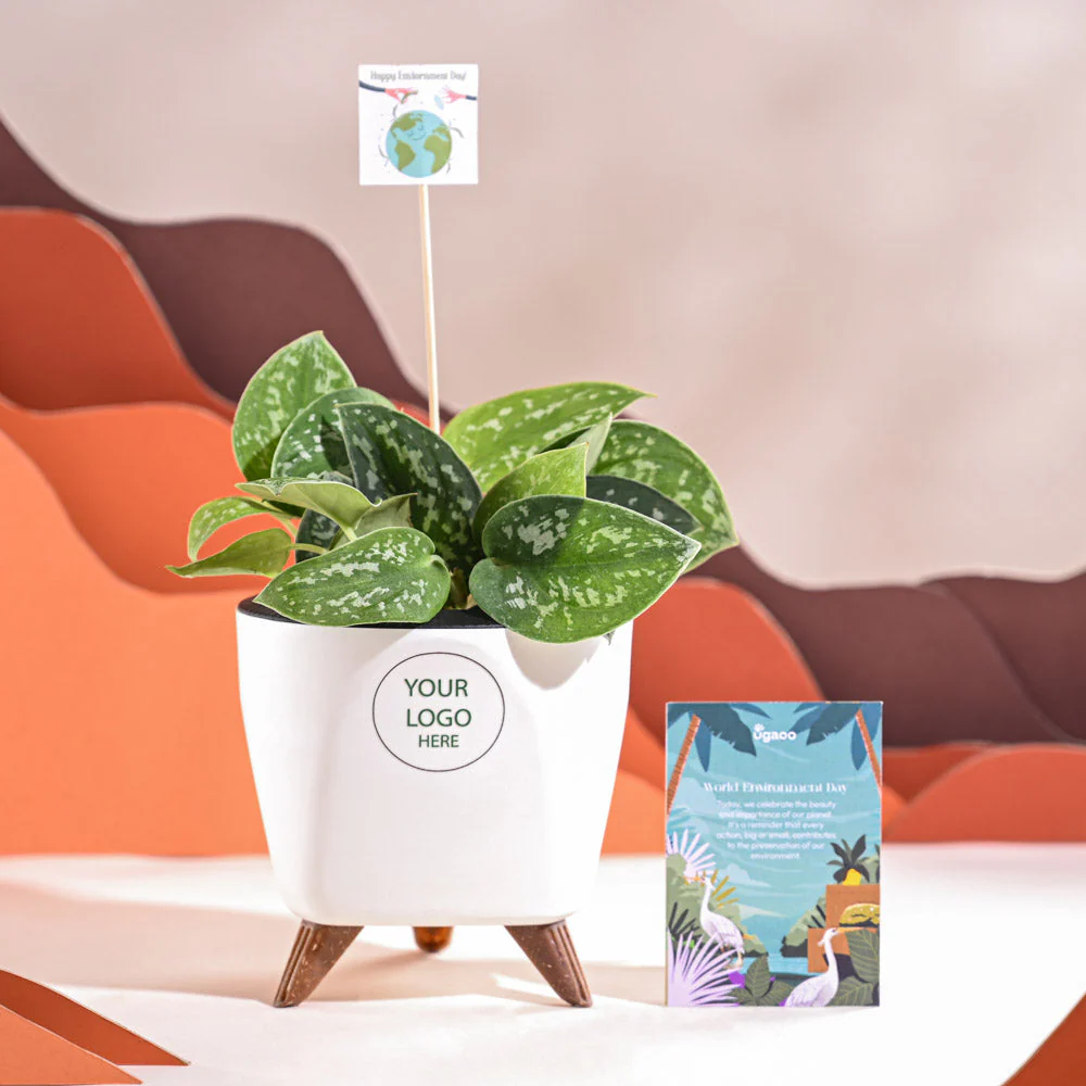 Satin Pothos Argyraeus-small For Environment Day Gifting - Image 38