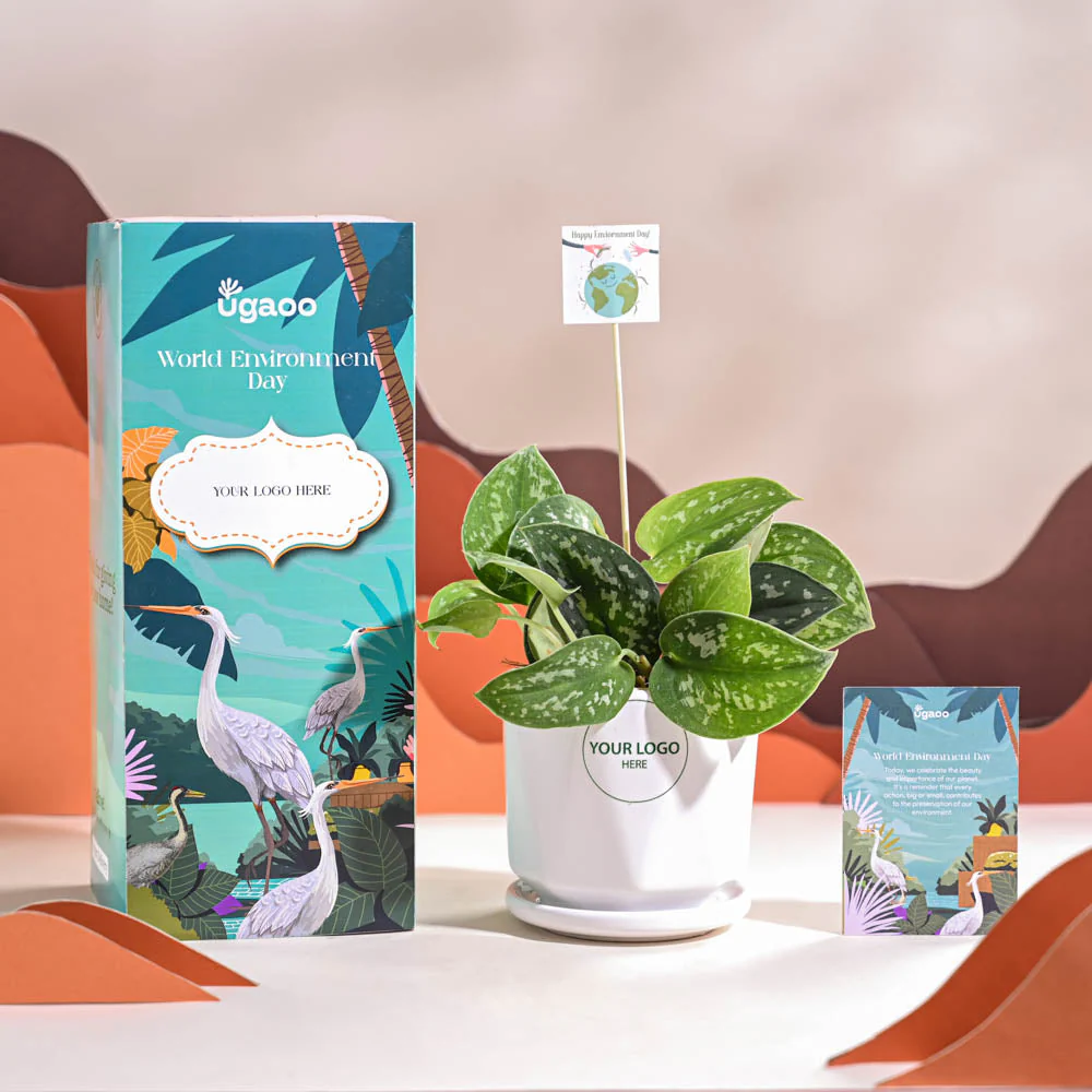 Satin Pothos Argyraeus-small For Environment Day Gifting - Image 50