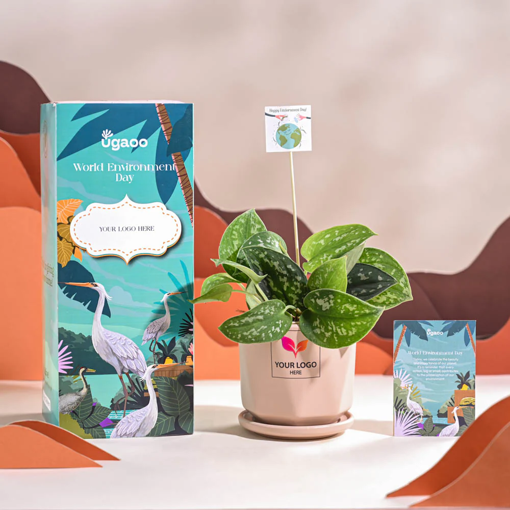 Satin Pothos Argyraeus-small For Environment Day Gifting - Image 56