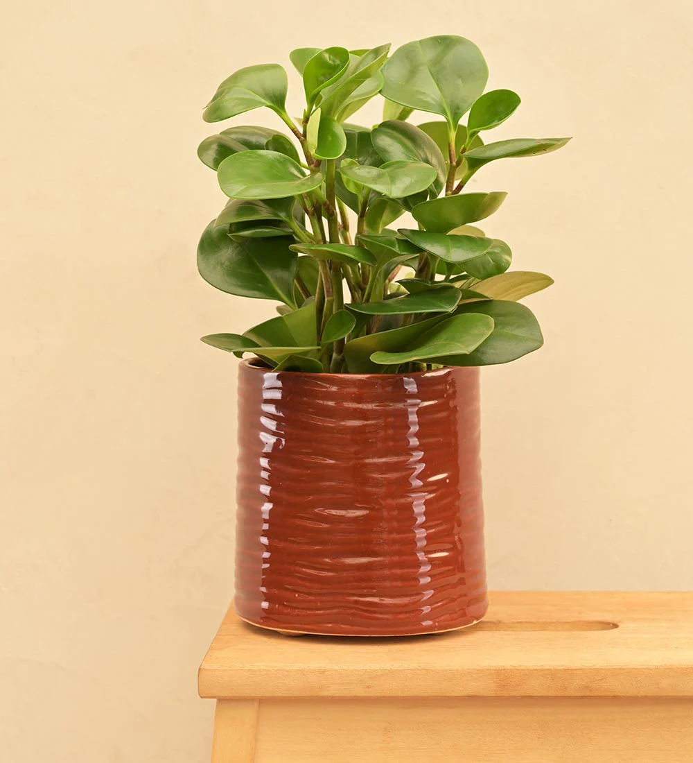 Sea Breeze Ceramic Planter - Image 13
