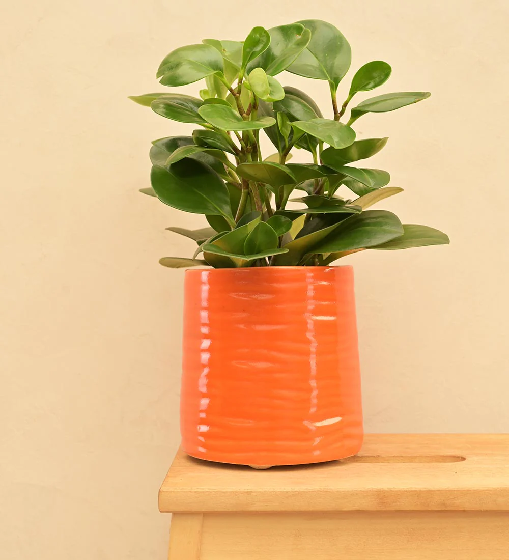 Sea Breeze Ceramic Planter - Image 17