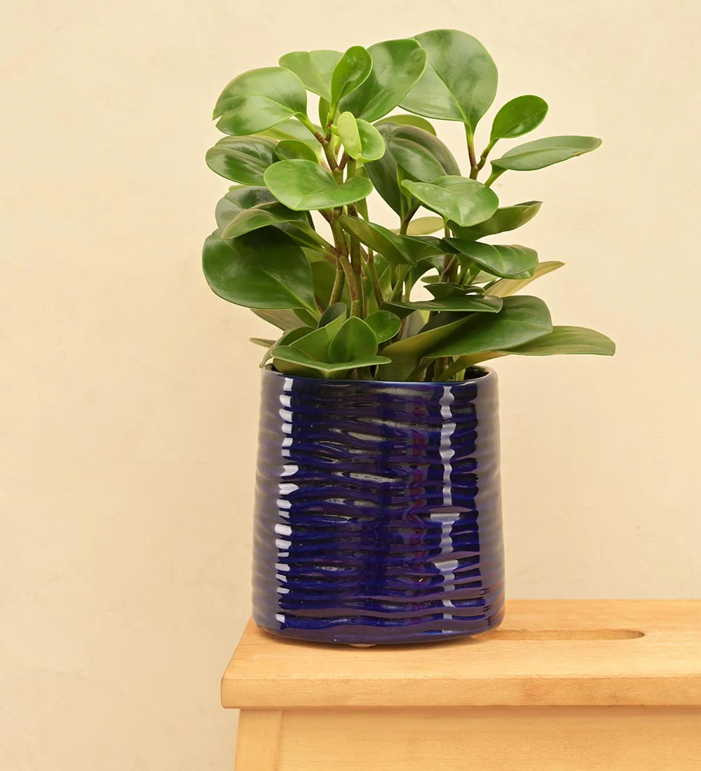 Sea Breeze Ceramic Planter - Image 22
