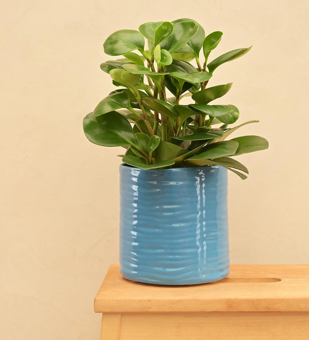 Sea Breeze Ceramic Planter - Image 27