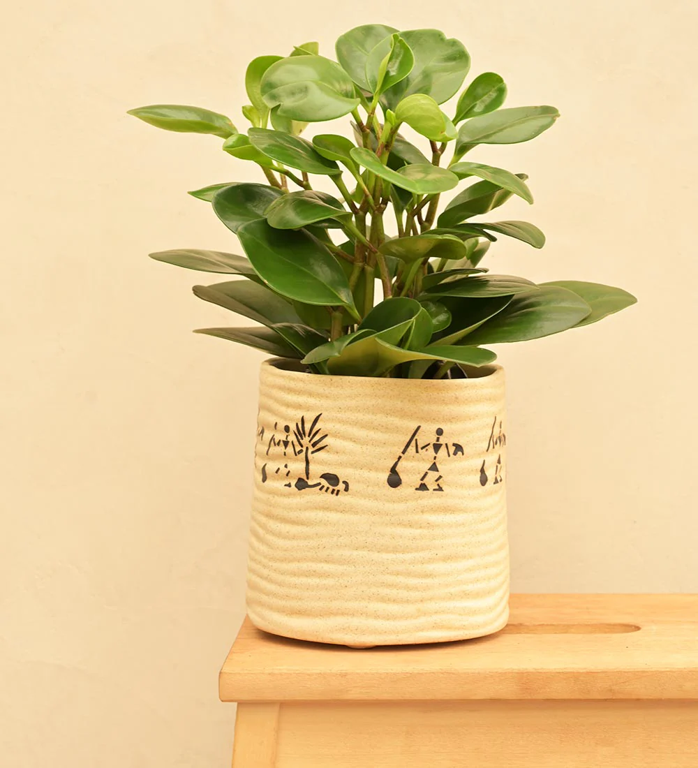 Sea Breeze Ceramic Planter - Image 33