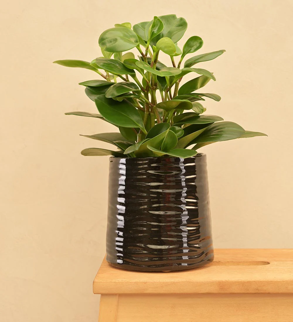 Sea Breeze Ceramic Planter - Image 5