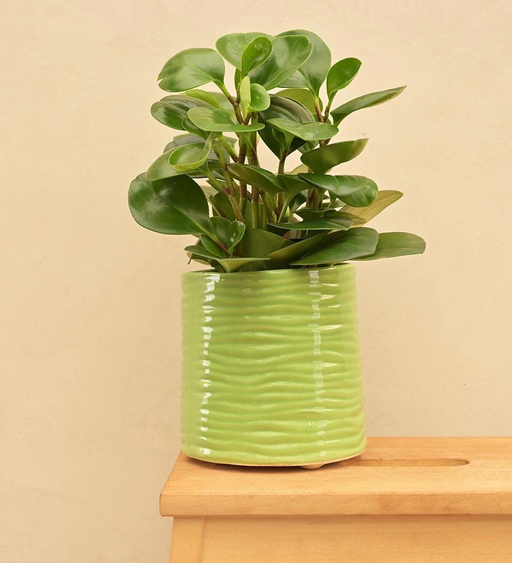 Sea Breeze Ceramic Planter - Image 9