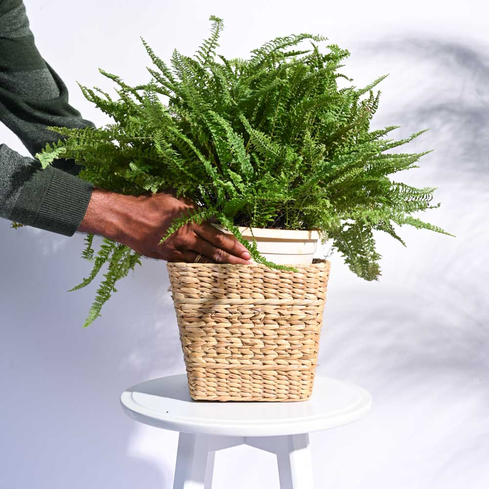 Seagrass Planter - Image 10