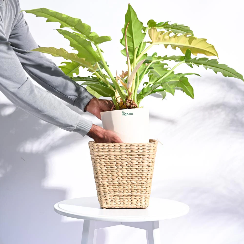 Seagrass Planter - Image 14