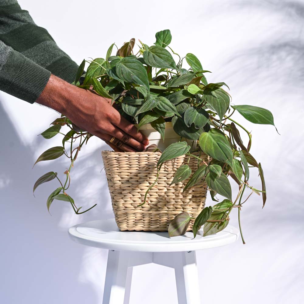 Seagrass Planter - Image 5