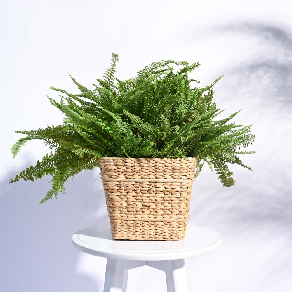 Seagrass Planter - Image 7