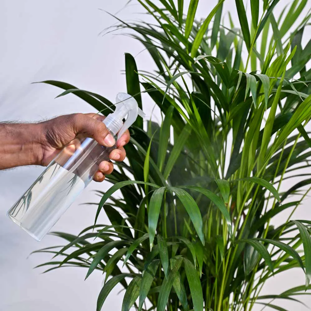Seaweed Extract Liquid Fertilizer - Plant Tonic 250 ml - Image 3